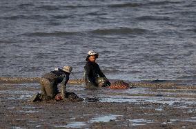 Mollusk Fishing In The Tejo River, Lisbon.