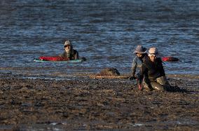 Mollusk Fishing In The Tejo River, Lisbon.