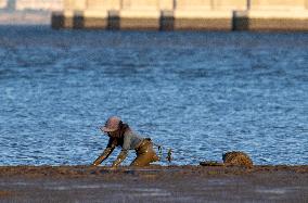 Mollusk Fishing In The Tejo River, Lisbon.