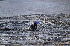 Mollusk Fishing In The Tejo River, Lisbon.