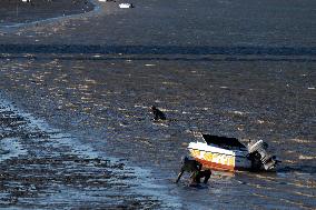 Mollusk Fishing In The Tejo River, Lisbon.