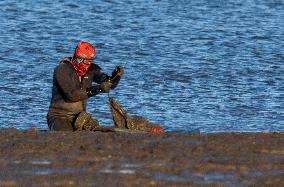 Mollusk Fishing In The Tejo River, Lisbon.