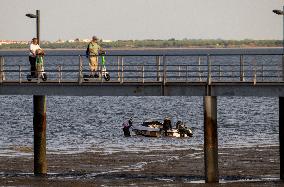 Mollusk Fishing In The Tejo River, Lisbon.