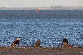 Mollusk Fishing In The Tejo River, Lisbon.