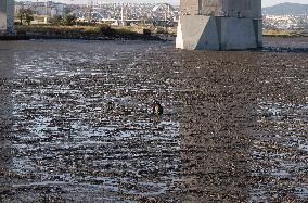 Mollusk Fishing In The Tejo River, Lisbon.