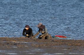 Mollusk Fishing In The Tejo River, Lisbon.