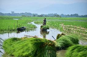 Harvesting Fodder For Domestic Animals - India