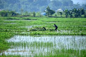 Harvesting Fodder For Domestic Animals - India