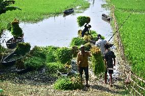 Harvesting Fodder For Domestic Animals - India