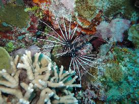 Healthy Coral Reef Ecosystem At Xianbin Jiao - China