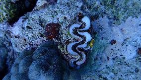 Healthy Coral Reef Ecosystem At Xianbin Jiao - China