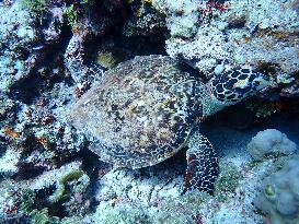 Healthy Coral Reef Ecosystem At Xianbin Jiao - China