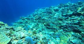 Healthy Coral Reef Ecosystem At Xianbin Jiao - China