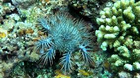 Healthy Coral Reef Ecosystem At Xianbin Jiao - China