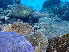 Healthy Coral Reef Ecosystem At Xianbin Jiao - China