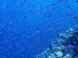 Healthy Coral Reef Ecosystem At Xianbin Jiao - China