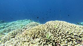 Healthy Coral Reef Ecosystem At Xianbin Jiao - China