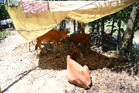 Flood Effected People In Feni District, Bangladesh