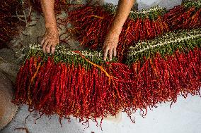 Chili Pepper Harvest in Bijie