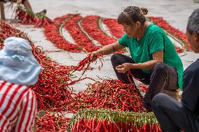 Chili Pepper Harvest in Bijie