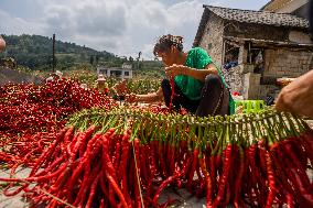 Chili Pepper Harvest in Bijie