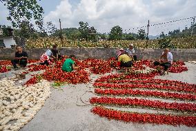 Chili Pepper Harvest in Bijie