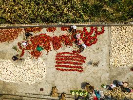 Chili Pepper Harvest in Bijie