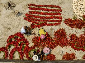 Chili Pepper Harvest in Bijie