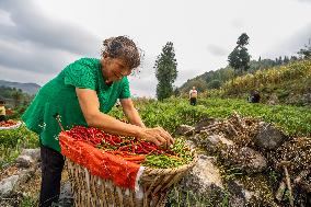 Chili Pepper Harvest in Bijie