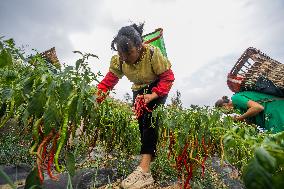 Chili Pepper Harvest in Bijie