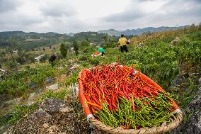 Chili Pepper Harvest in Bijie