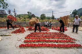 Chili Pepper Harvest in Bijie