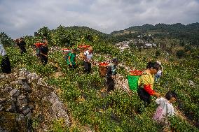 Chili Pepper Harvest in Bijie