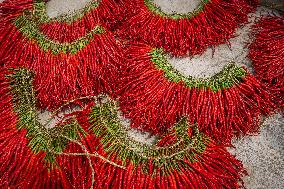 Chili Pepper Harvest in Bijie