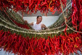 Chili Pepper Harvest in Bijie