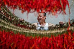 Chili Pepper Harvest in Bijie