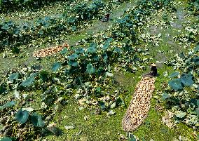 A Lotus Pond in Huai 'an