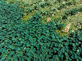 A Lotus Pond in Huai 'an