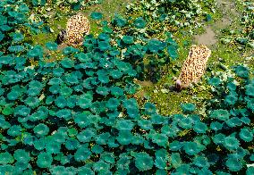 A Lotus Pond in Huai 'an