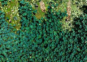 A Lotus Pond in Huai 'an