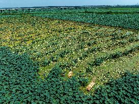 A Lotus Pond in Huai 'an