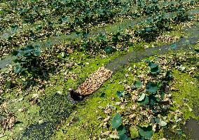 A Lotus Pond in Huai 'an