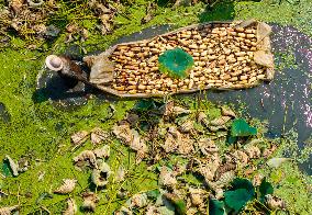 A Lotus Pond in Huai 'an