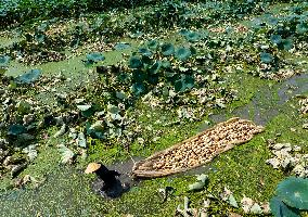 A Lotus Pond in Huai 'an