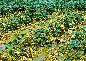 A Lotus Pond in Huai 'an