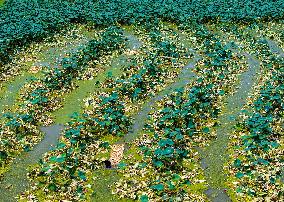 A Lotus Pond in Huai 'an