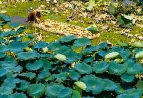 A Lotus Pond in Huai 'an