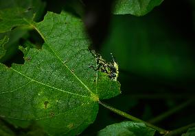Green Immigrant Leaf Weevil - Polydrusus Formosus - Animal India