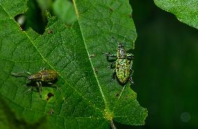 Green Immigrant Leaf Weevil - Polydrusus Formosus - Animal India