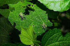 Green Immigrant Leaf Weevil - Polydrusus Formosus - Animal India